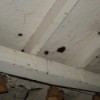Cleaning Black Prickly Stuff on Wooden Porch - black spots on ceiling of wooden porch
