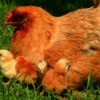 Araucana hen and chicks.