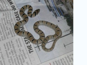 Identifying a Baby Snake Found in New Delhi, India - tannish brown snake with black stripes