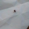 Getting Rid of Spider Beetles in Bed