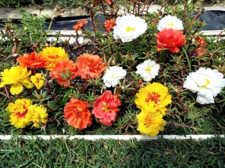 Portulaca Grandiflora Border - portulaca in rain gutter planters