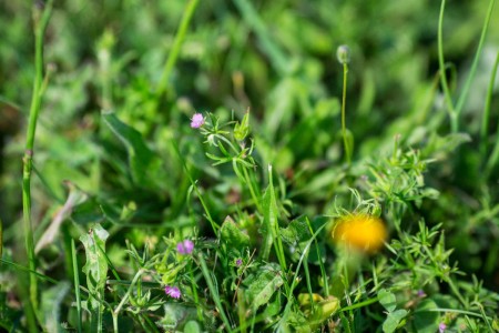 A close up of purple flowering weeds in grass.