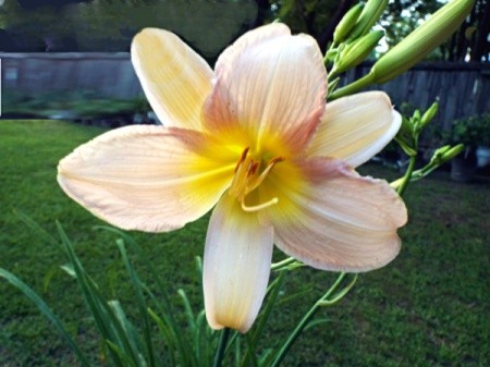 Day Lily At Dusk - beautiful pinkish daylily