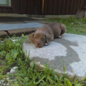 Is My Pup a Full Blooded Pit Bull?