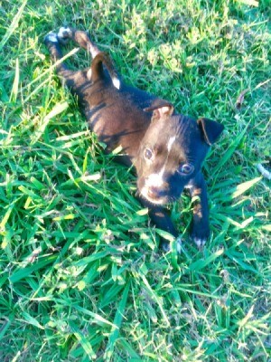 Is My Pit Bull Puppy Pure Bred? - puppy in the grass
