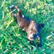 Is My Pit Bull Puppy Pure Bred? - puppy in the grass