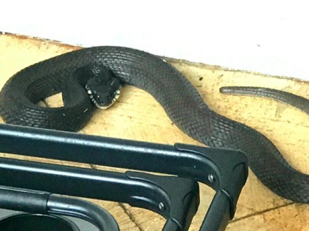 What Kind of Snake Is This? - dark gray or black snake