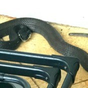 What Kind of Snake Is This? - dark gray or black snake
