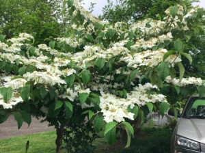 A viburnum tree in bloom.