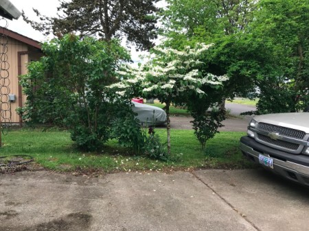 A viburnum tree in bloom