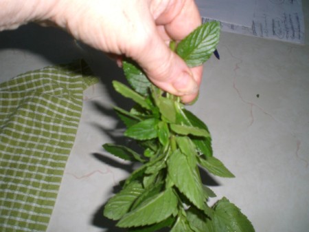 tying spearmint