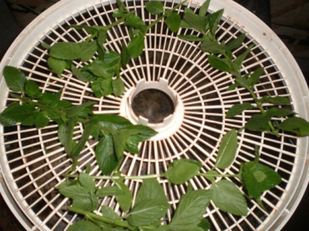 spearmint on food dryer
