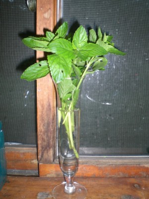 Spearmint in vase