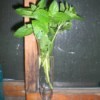 Spearmint in vase