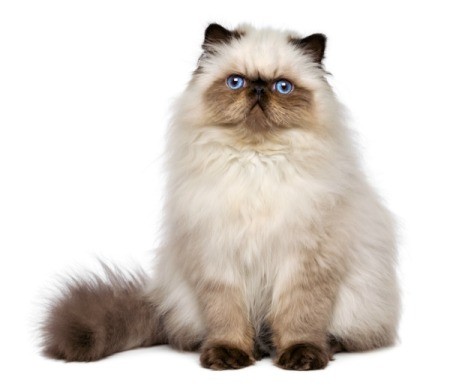 Photo of a fluffy Persian cat.