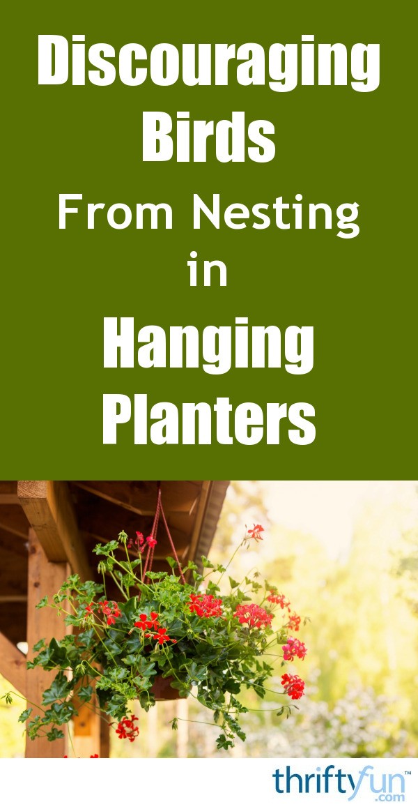 Discouraging Birds from Nesting in Hanging Planters? ThriftyFun