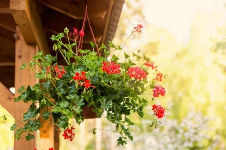 A hanging planter with red flowers.