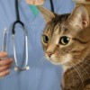 A cat seeing a veterinarian.