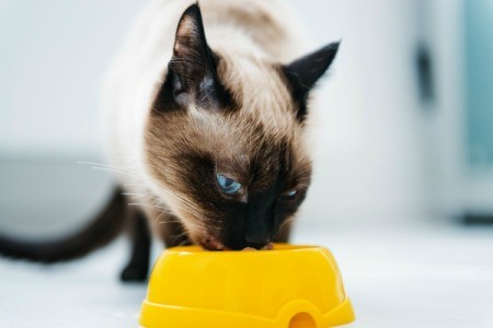 A domestic cat eating cat food.
