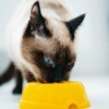 A domestic cat eating cat food.