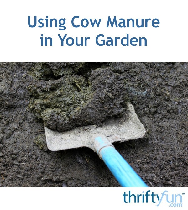 Using Cow Manure in Your Garden | ThriftyFun