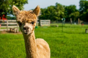 A young golden Alpaca.