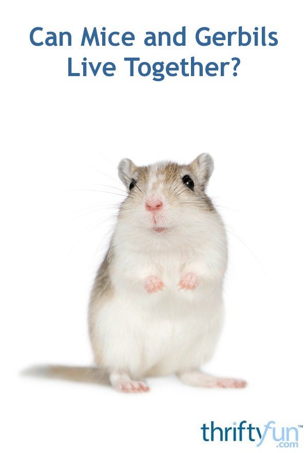 Can Mice and Gerbils Live Together? ThriftyFun
