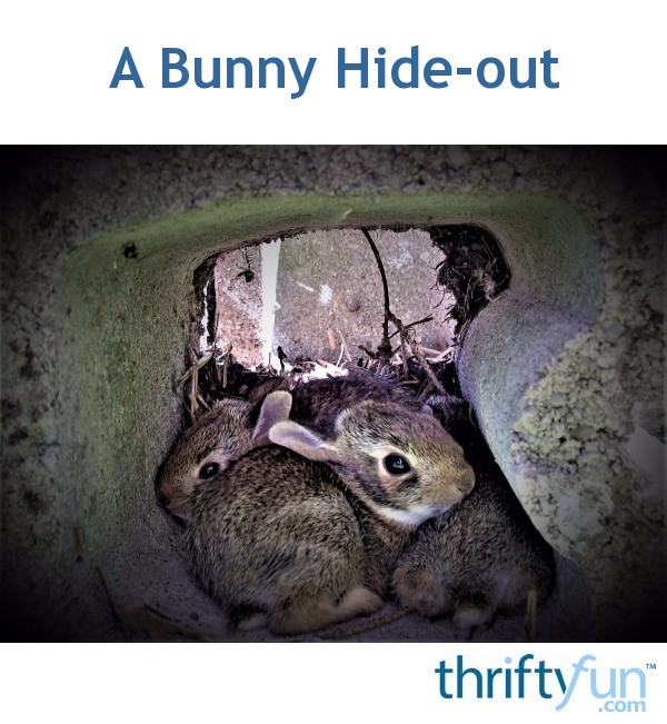 A Bunny Hideout ThriftyFun
