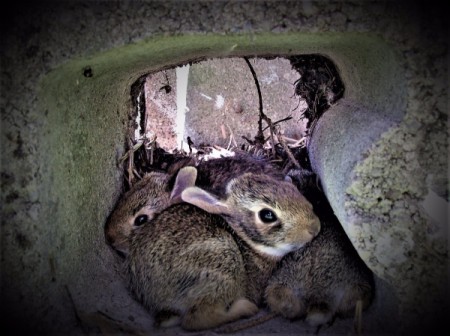 A Bunny Hide-out - Bunnies inside of a cinder block