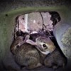 A Bunny Hide-out - Bunnies inside of a cinder block