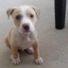 Is My Puppy a Full Blooded Pit Bull?