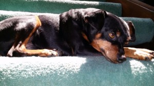 Low Cost Vet Services In or Near San Fernando Valley - black and tan dog lying down