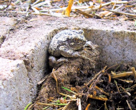 Yoda Toad - toad sitting in the corner of a cinder block garden block