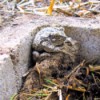 Yoda Toad - toad sitting in the corner of a cinder block garden block