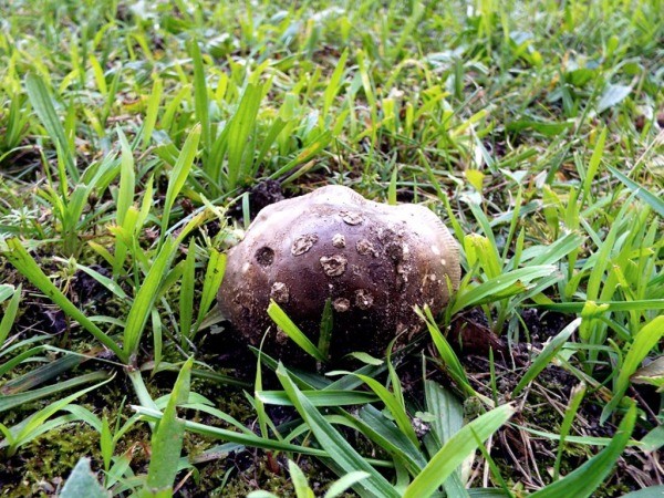 Flora Or Fauna In My Garden - rat mushroom