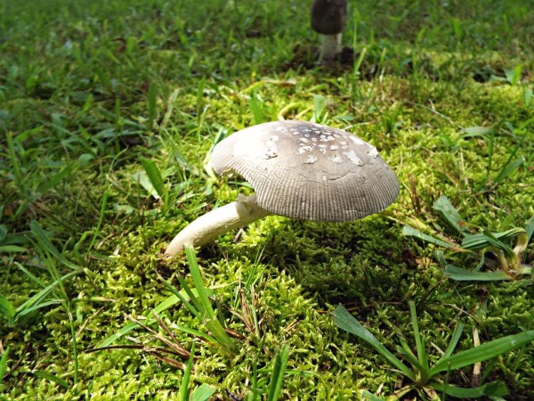 Flora Or Fauna In My Garden - stool shaped mushroom