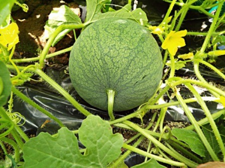 Flora Or Fauna In My Garden - personal sized watermelons