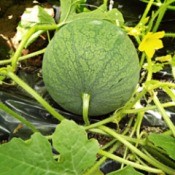 Flora Or Fauna In My Garden - personal sized watermelons