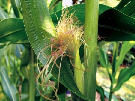 Corn Reproduction Trivia - closeup of ear of corn with tassels