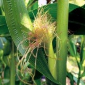 Corn Reproduction Trivia - closeup of ear of corn with tassels