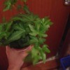 What Is This Houseplant? - foliage plant