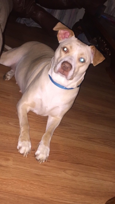 What Breed Is My Dog?