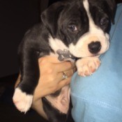 What Breed Is My Dog? - black and white puppy