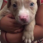 Is This a Pure Bred Pit Bull? - tan and white puppy