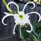 Hymenocallis (Peruvian Daffodil) At Sunrise - beautiful white bloom with curling narrow petals coming out from center bloom