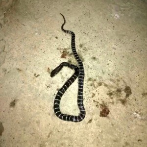 Identifying a Snake - black snake with lighter horizontal stripes