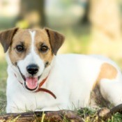 A female dog sitting in the grass.