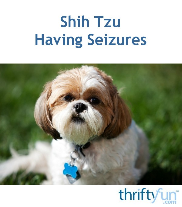 Shih Tzu Having Seizures ThriftyFun Shih tzu having seizures thriftyfun