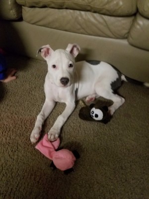 What Type Is My Pit Bull? - white dog with dark grey spots