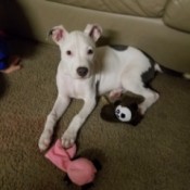 What Type Is My Pit Bull? - white dog with dark grey spots